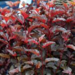 Physocarpus opulifolius Little Angel