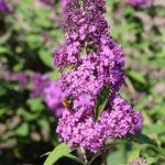 Budleja Rêve Papillon Pink