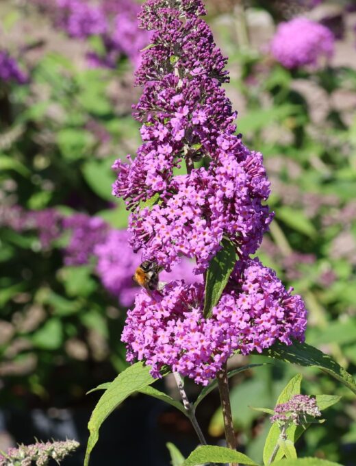 Budleja Rêve Papillon Pink