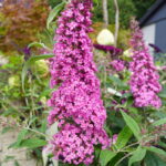Budleja Rêve Papillon Pink