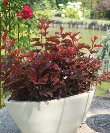 Physocarpus opulifolius Little Angel