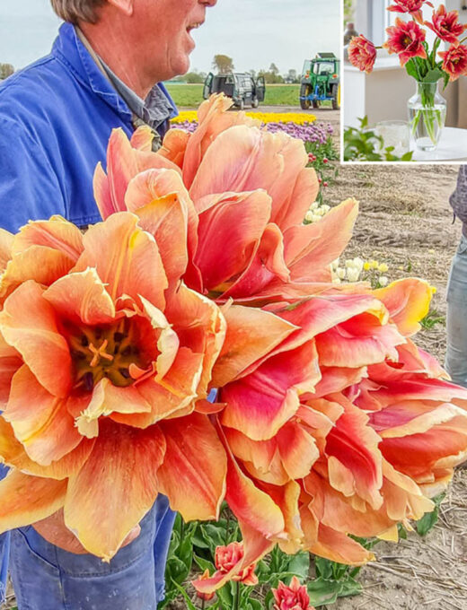 tulipán callahan