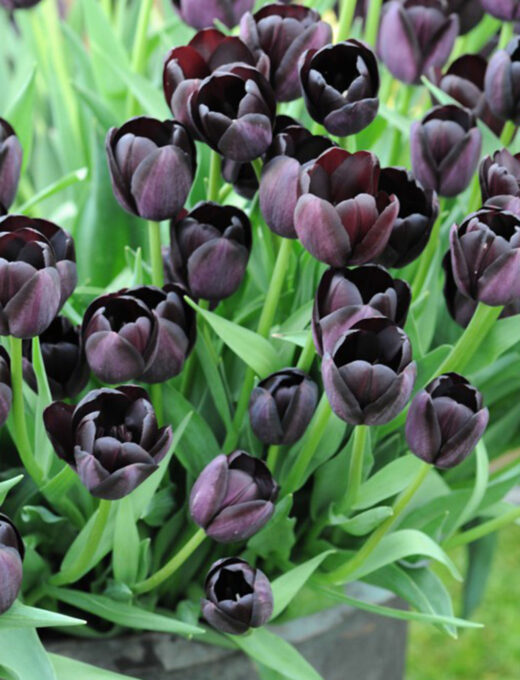 tulipan queen of night