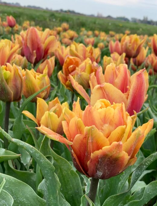 tulipán callahan