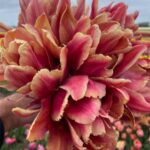 tulipán callahan