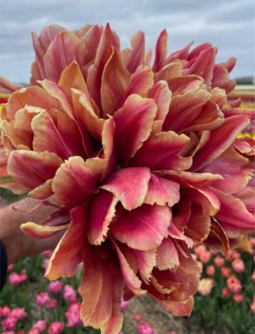 tulipán callahan