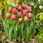 tulipán callahan