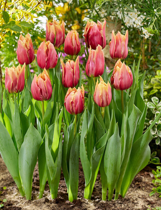 tulipán callahan