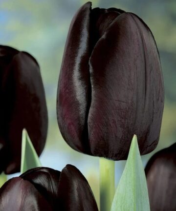 tulipan queen of night