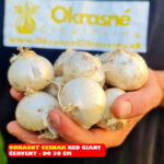 red giant