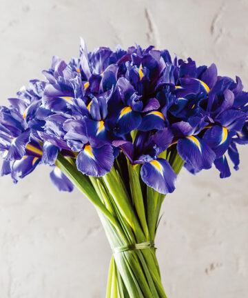 Iris blue magic