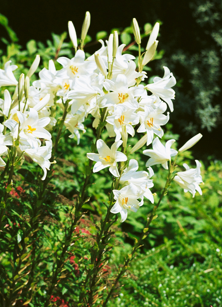 Lillium candidum Ľalia liečivá