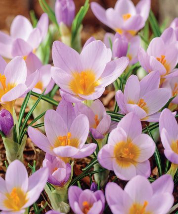 Krokus Firefly