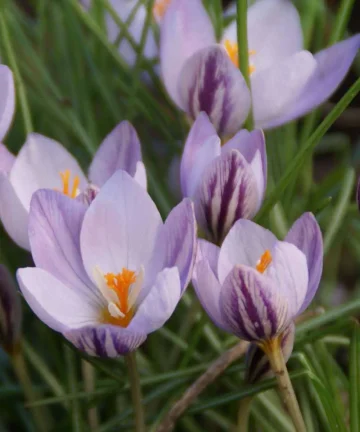 Krokus Firefly