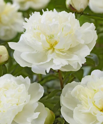 Pivónia Duchesse de Nemours