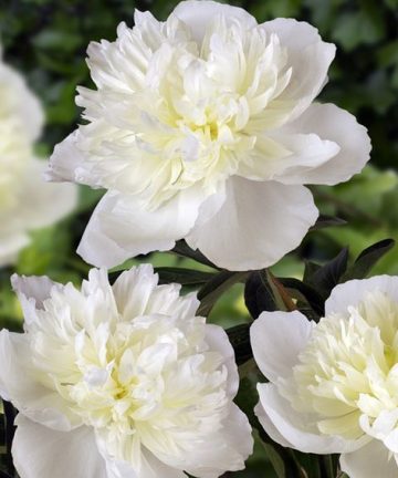 Pivónia Duchesse de Nemours