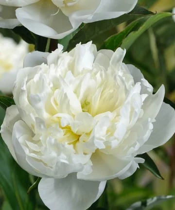 Pivónia Duchesse de Nemours