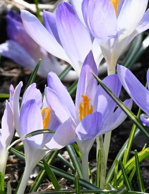 Krokus Lilac Beauty