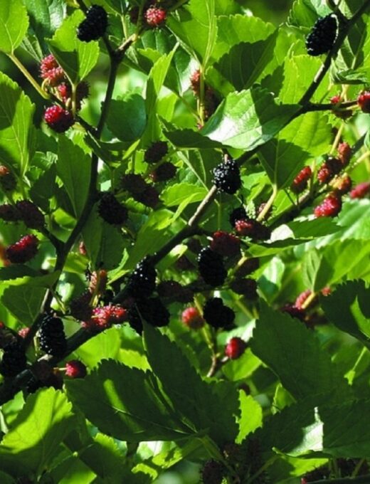 Moruša