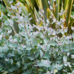 Eukalyptus