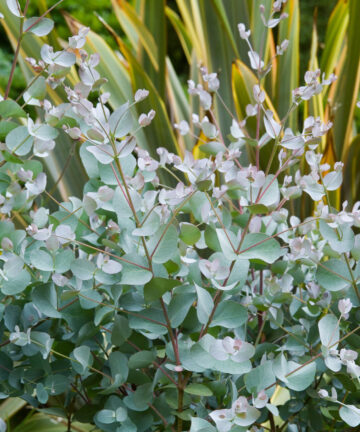 Eukalyptus