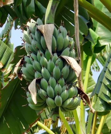 Bananovnik