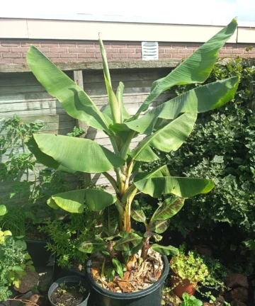 Bananovnik