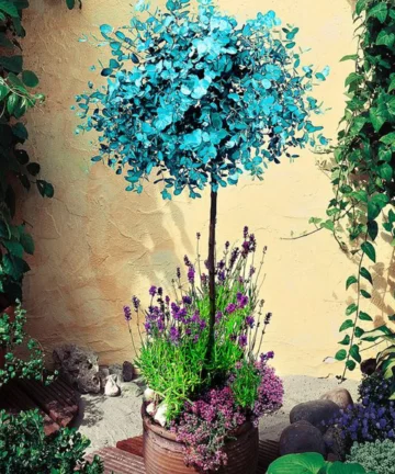 Eukalyptus