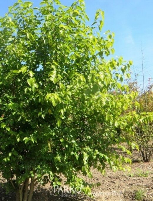 Moruša