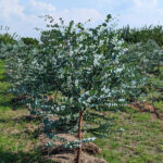 Eukalyptus
