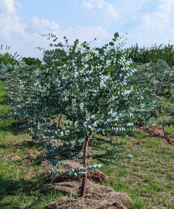 Eukalyptus