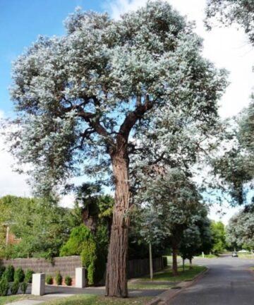 Eukalyptus