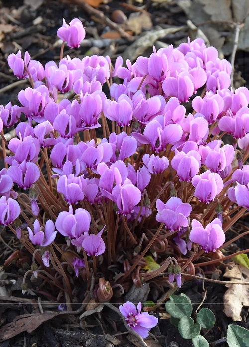 Cyclamen hederifolium 2