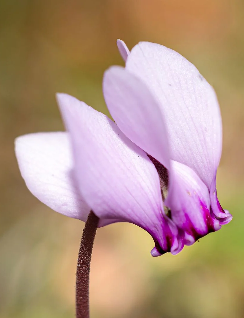 Cyclamen hederifolium 4
