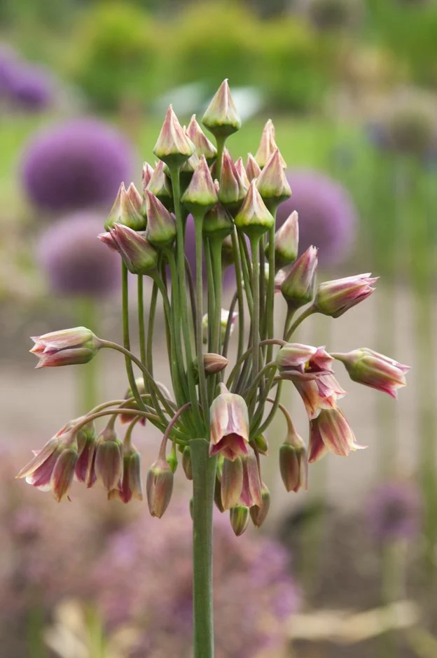 Nectaroscordum siculum 3