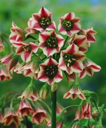 Nectaroscordum siculum