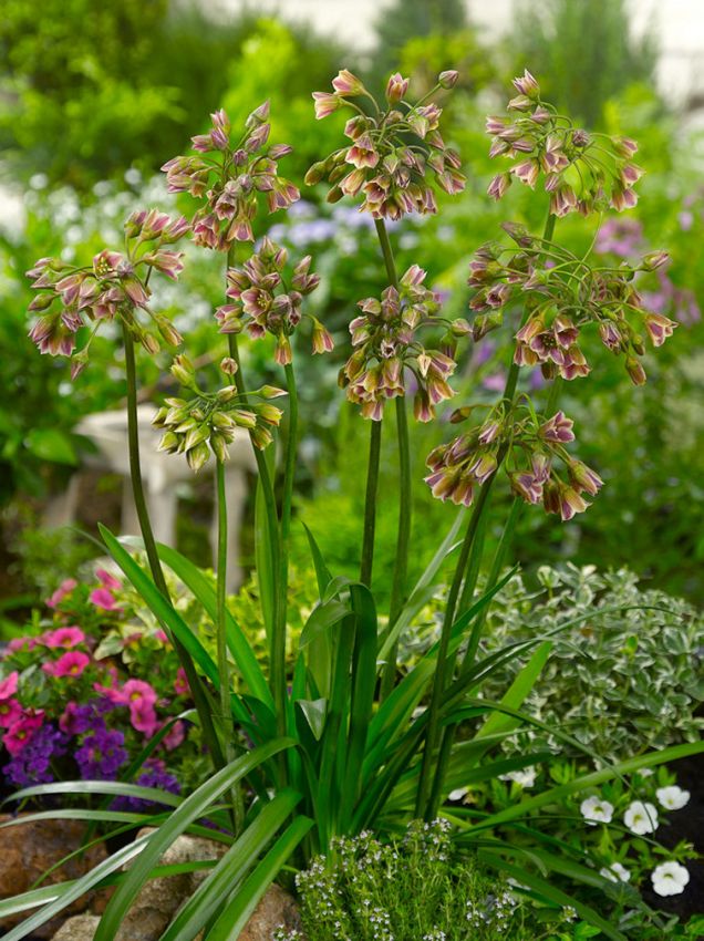 Nectaroscordum siculum 4