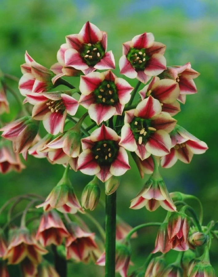 Nectaroscordum siculum