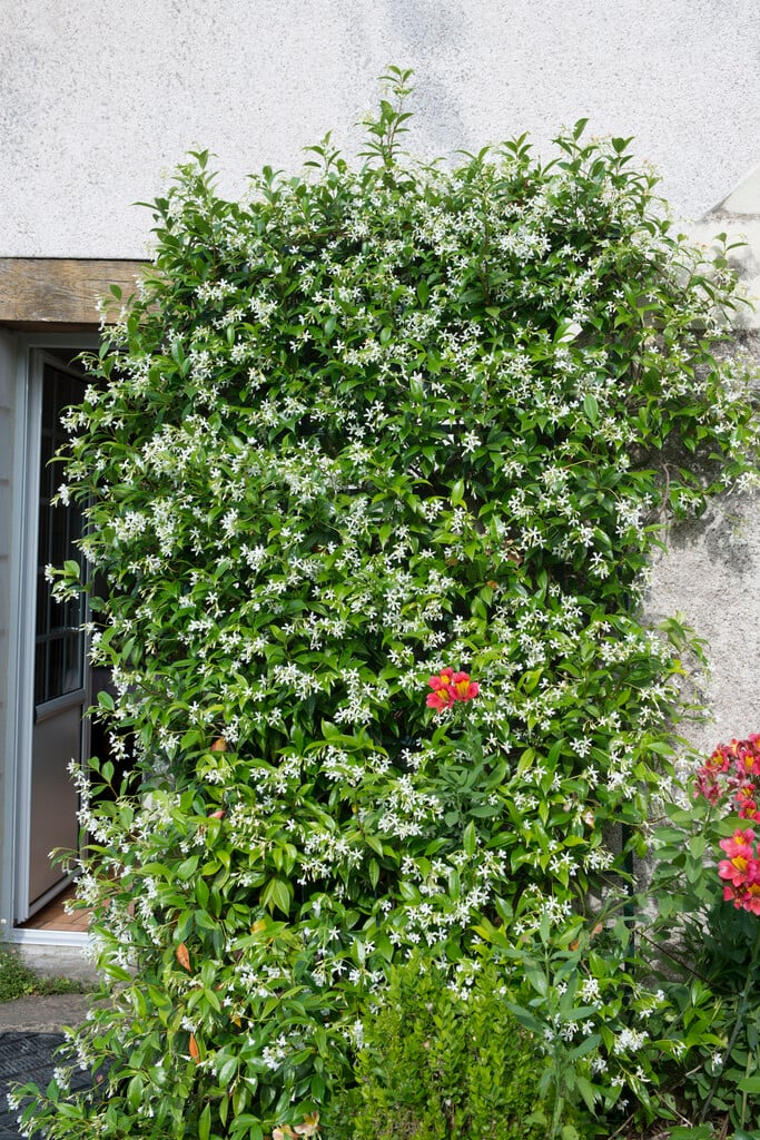 Trachelo-Jasminoides-2