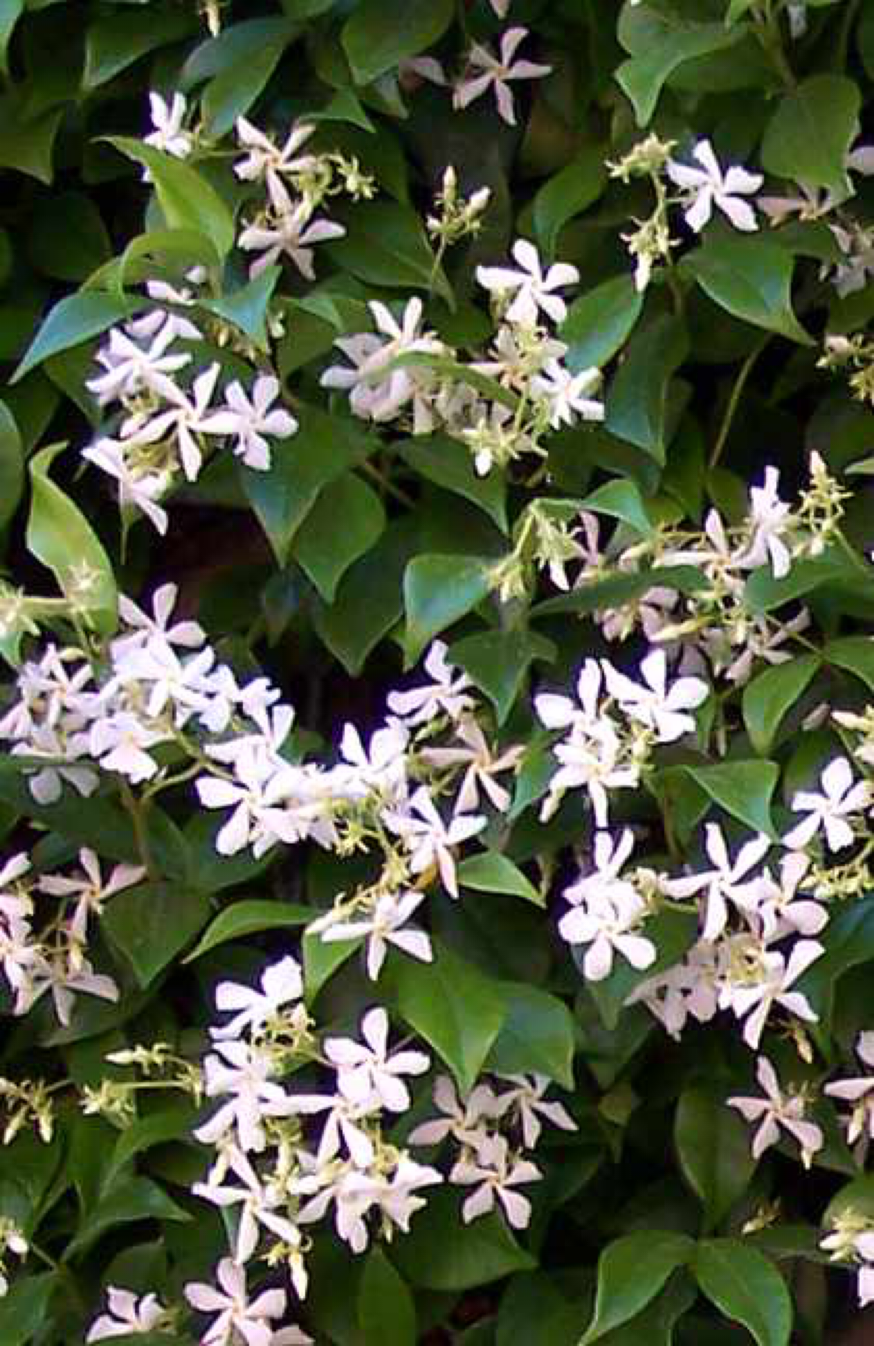 Trachelo-Jasminoides-3