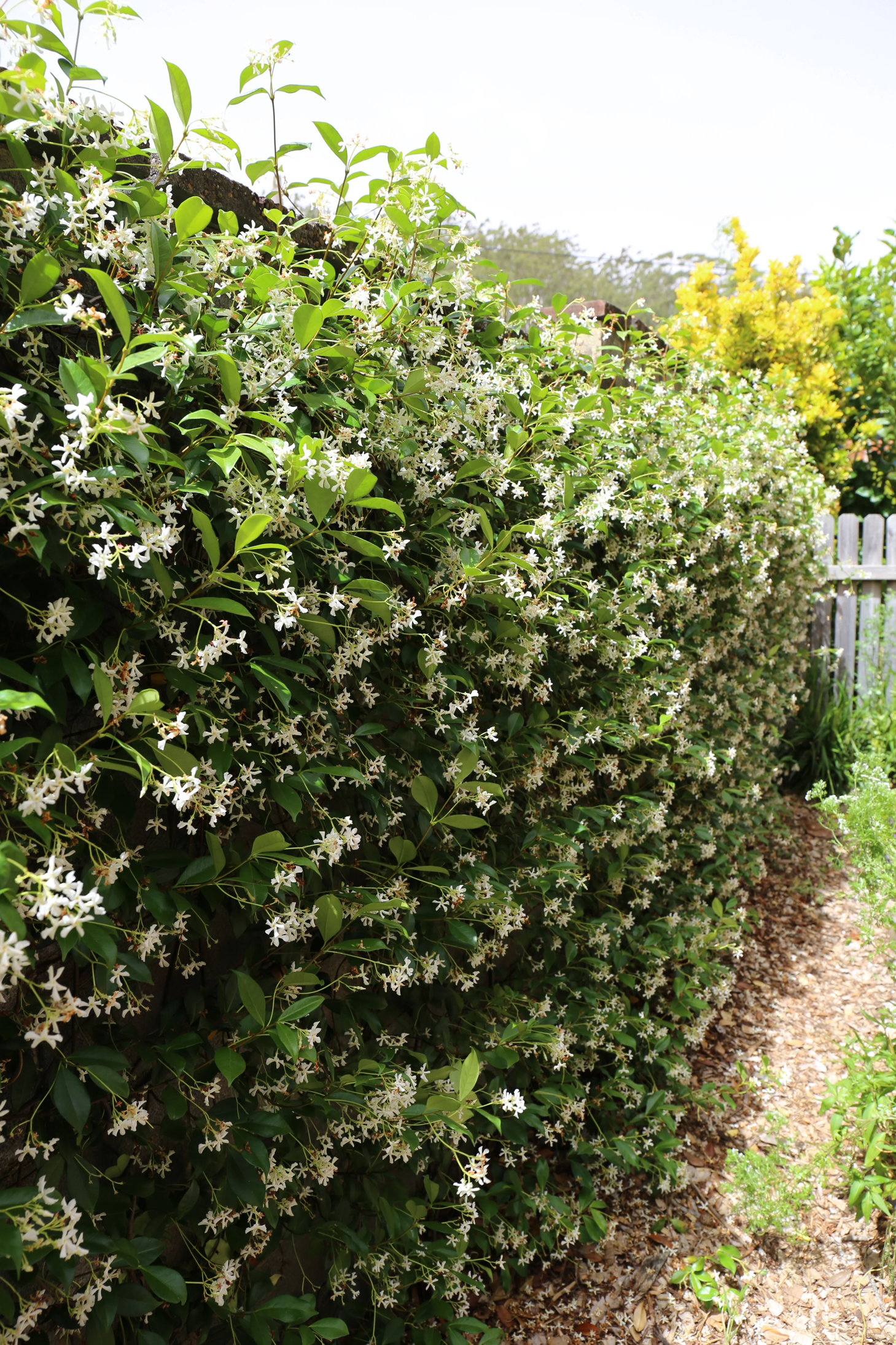 Trachelo-Jasminoides