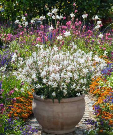 Gaura lindheimeri 'Giggles White'