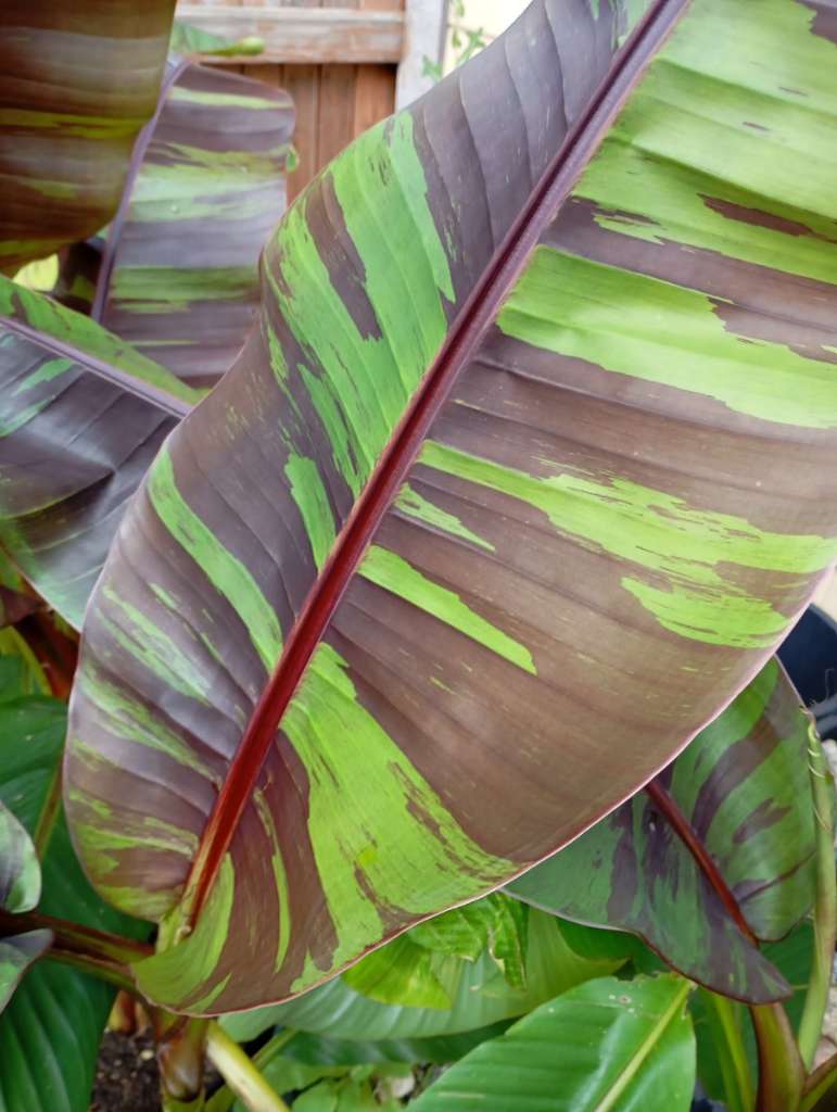 musa-ever-red-1