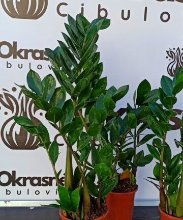 Zamiokulkas – Zamioculcas zamiifolia
