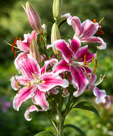 Lilie ‘Sorbonne’