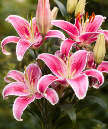 Lilie ‘Sorbonne’