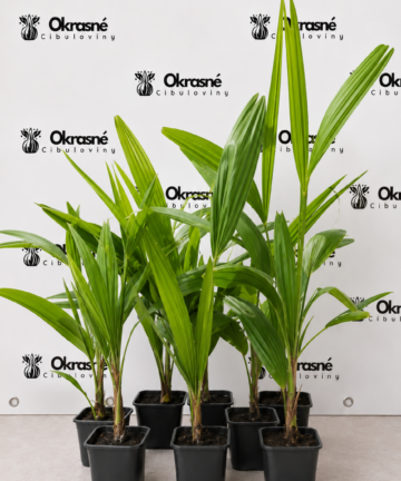 Palma konopná – Trachycarpus fortunei