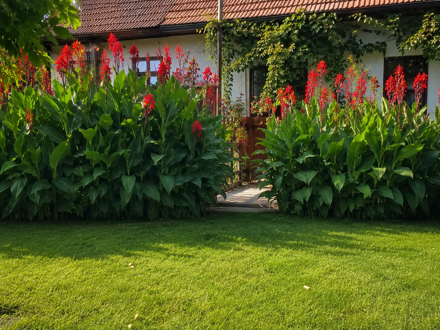 89adac36-7022-43f5-a8ba-f06d15c24392.png Kana indická ‘Red Velvet’