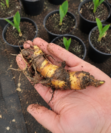 Kana indická ‘Yellow’