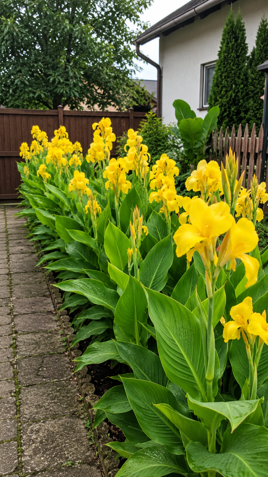 959ce094-0190-4c08-8da3-fb779169e3c2.png Kana indická ‘Yellow’